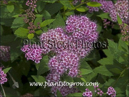 (June 26)
